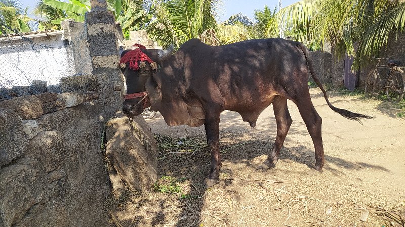 આ ગોધલો વેચવાનો...