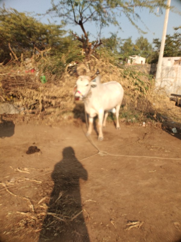 આગોદરા બેસવાના...