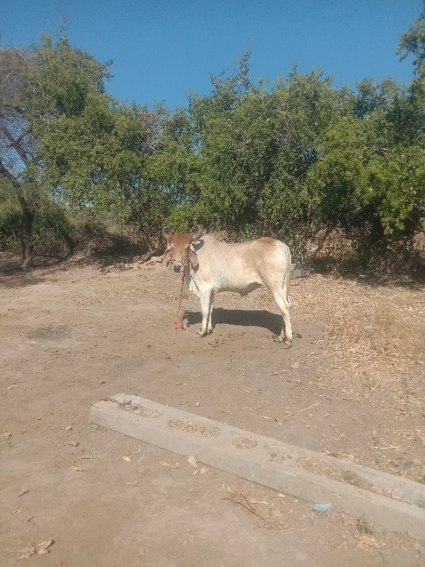 બળદ વેચવાનો છે