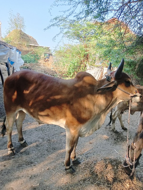 આવા ચડો વેચાવ