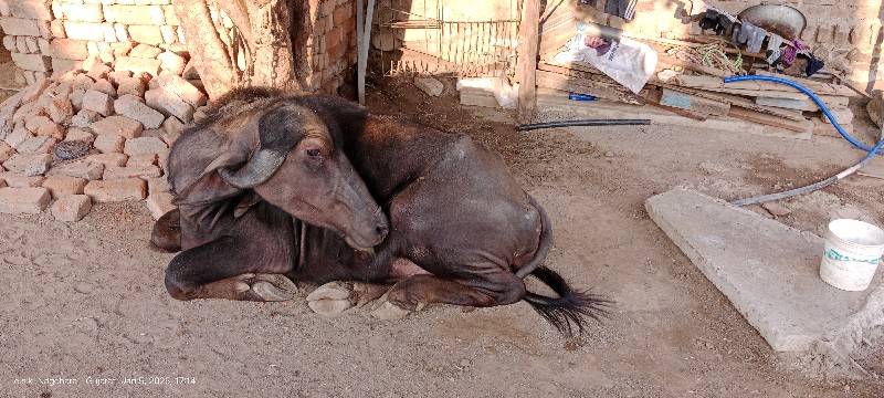 ખડાય બેસવા ની સ...