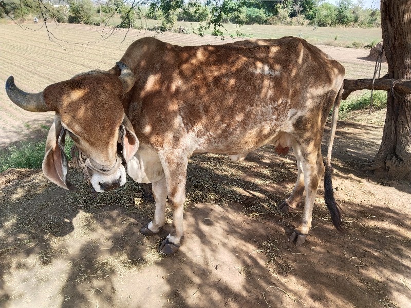 ગીર ગાય વેચવાની...