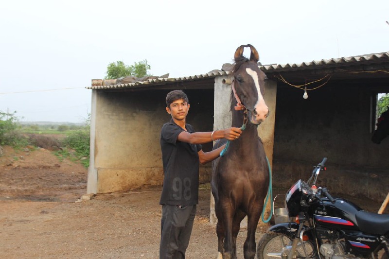 ઘોડો