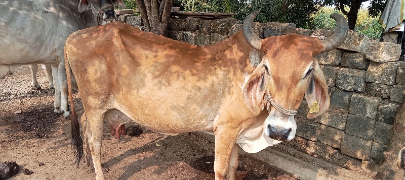 ગાય દેવાની છે