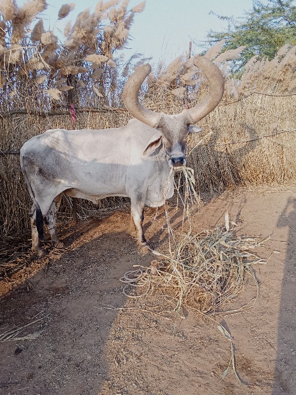 હાલતાં ગોડલા લે...