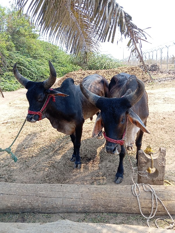 બળધ  ગોડલા