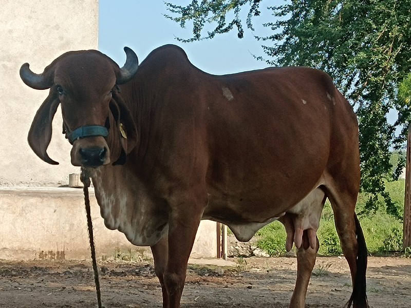 गीर गाय पेसवानी...