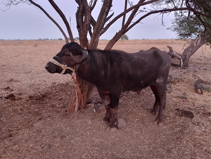 પાડો વેચવાનો છે...