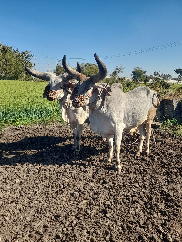 વાગડ વઢીયારા