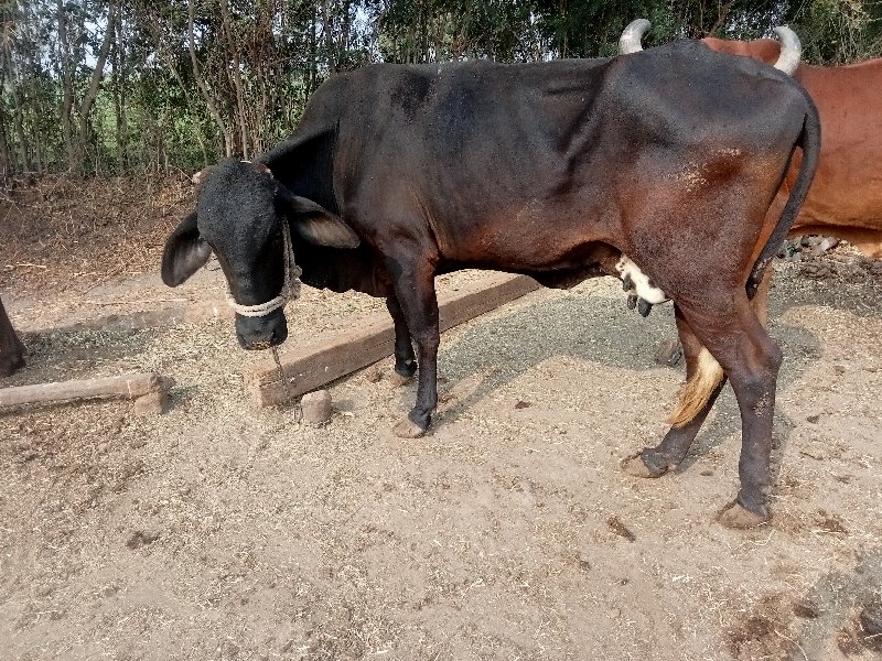 ગાય વેચવા ની છે