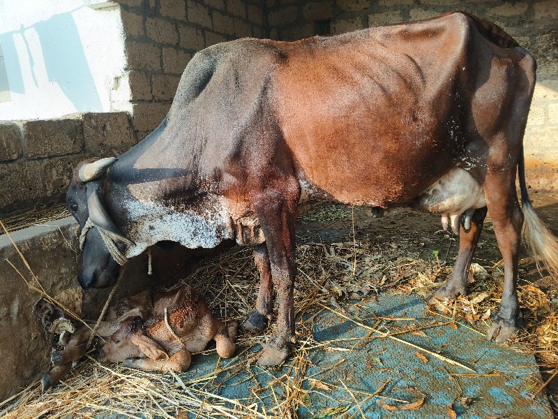 જર્સી ગાય વેચવા...