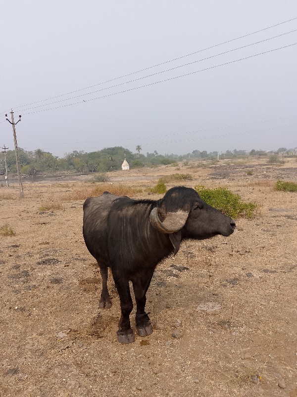 પાડોવેચવાનોછે