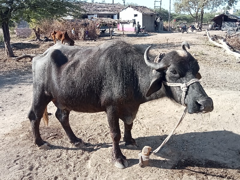 ભેંસ વેચવાની છે...