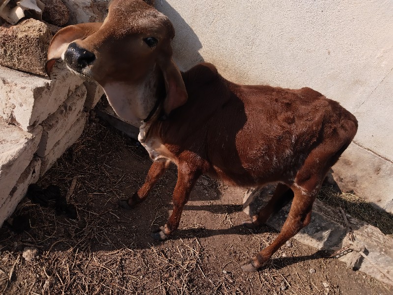 ગીર વાસડી દેવાન...