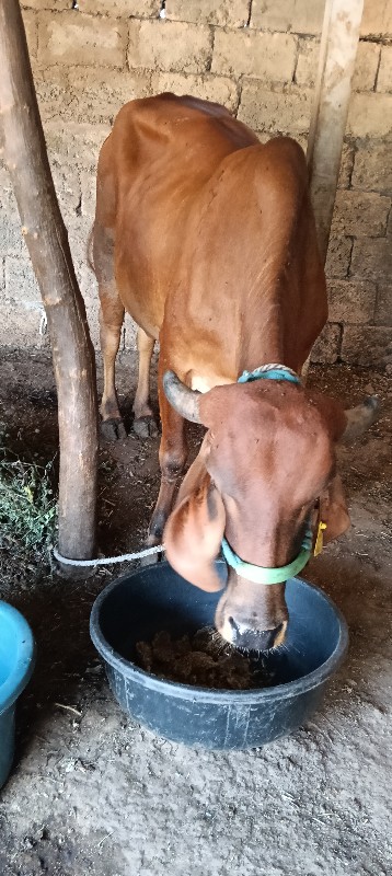 ગાય વેસવા ની સે