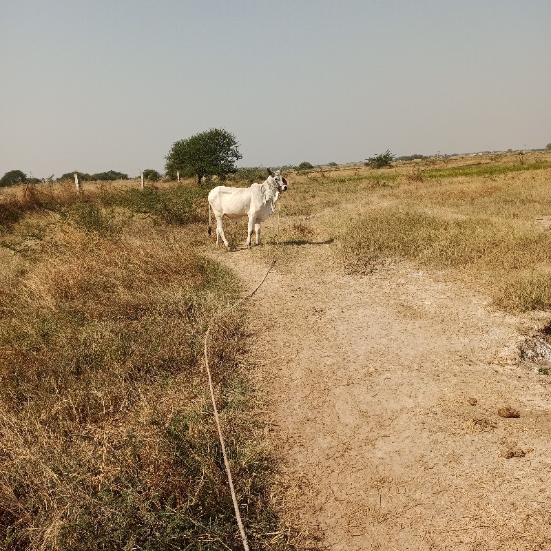 આના જેવો લેવા ન...