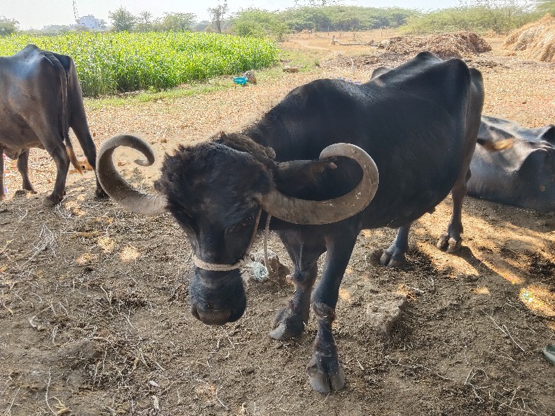 ભેંસ વેચવાની છે