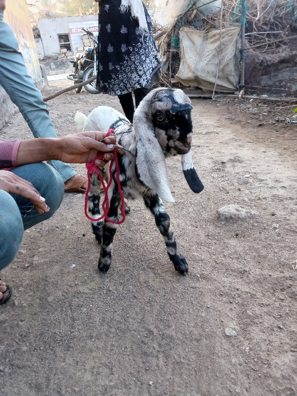 બસિ વેસવાનિ શે...