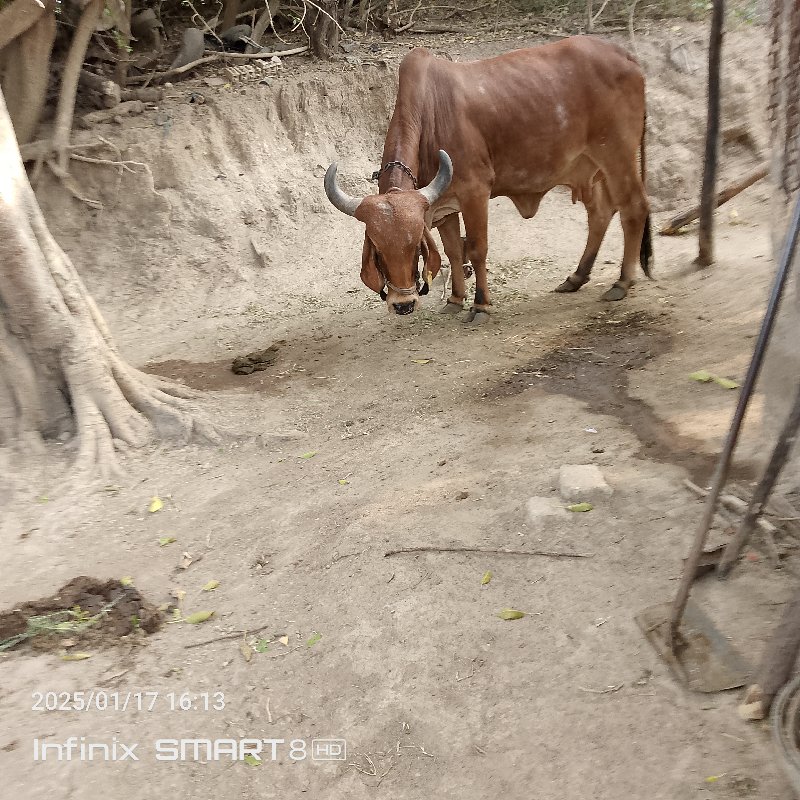 ગાય વેચવાની છે