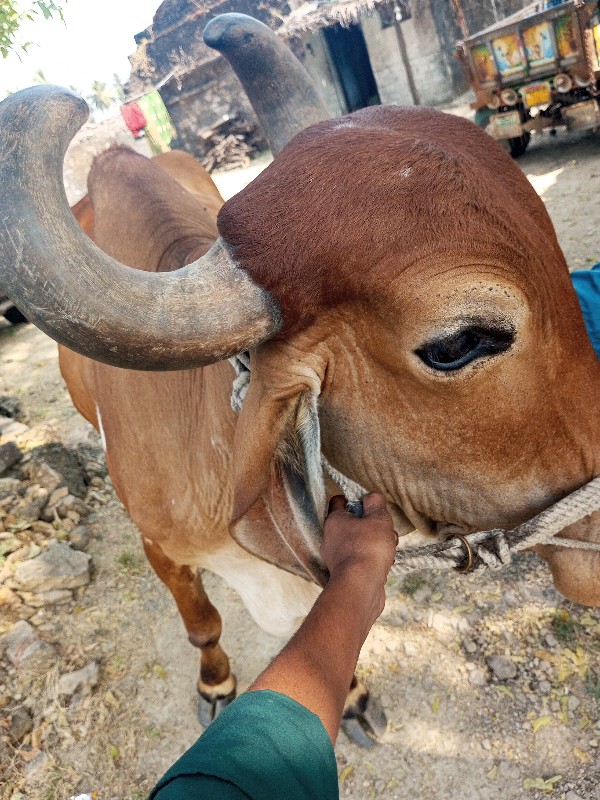 બળદ વેચવાનો છે