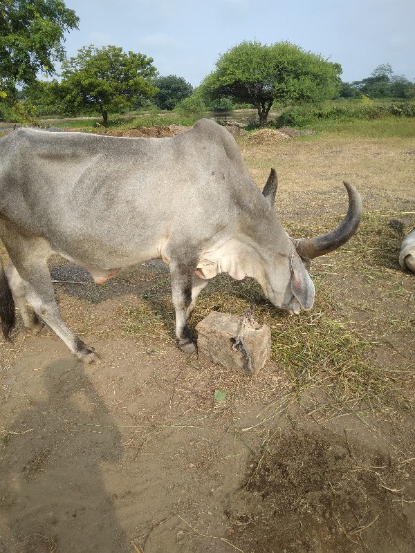 બળદ વેચવાનોછે