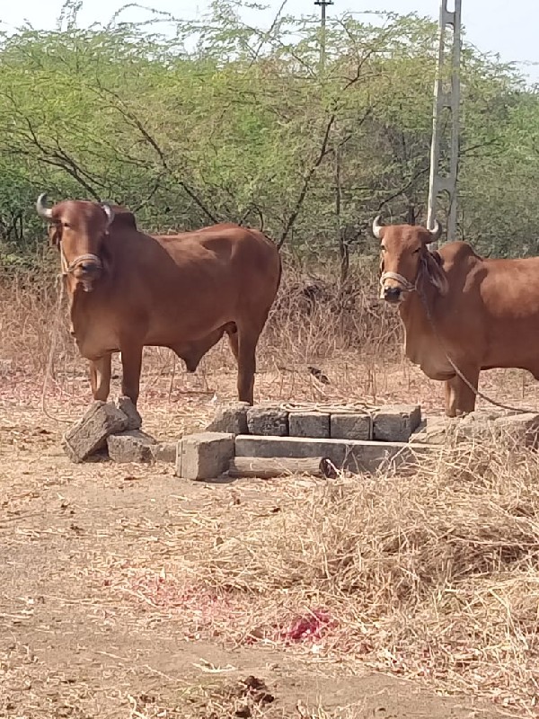 ગોઢલા વેચવાના છ...