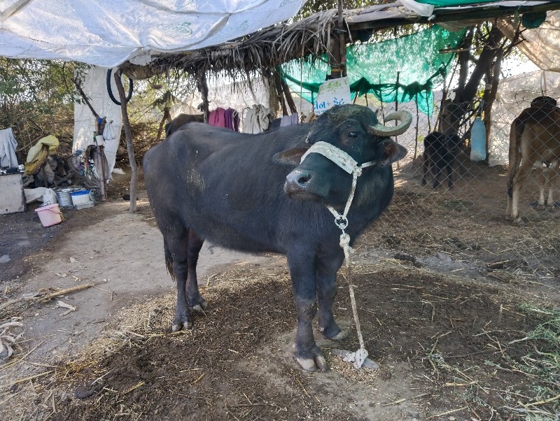 ખડેલીવેચવાની છે