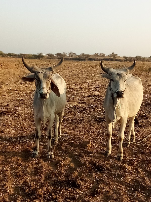 ગોઢલા વેચવા ના...