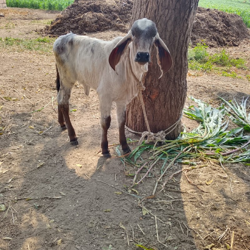 આ ગાય આપવાની સે...