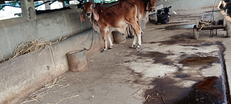 ઓરીઝનલ ગીર ખુંટ