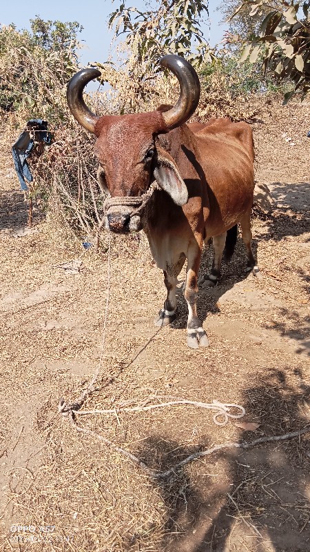 બળદ વેચવાનો છે