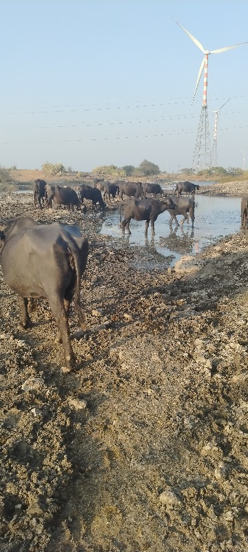 દાવ પાડો લેવા ન...