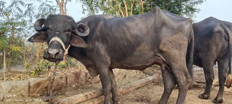 ભેંસ વેચવાની છે