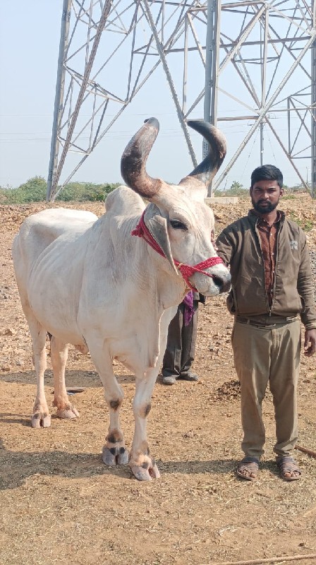 ઘોઘલા