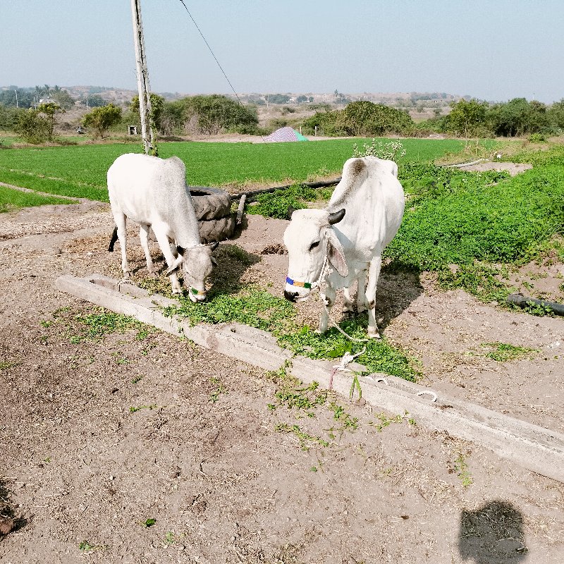 ગોઘલા