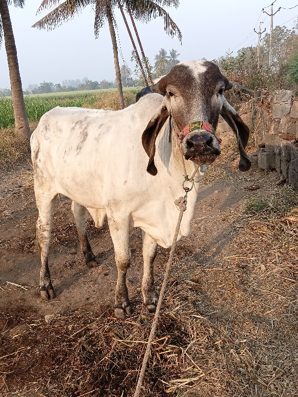 વાસડી