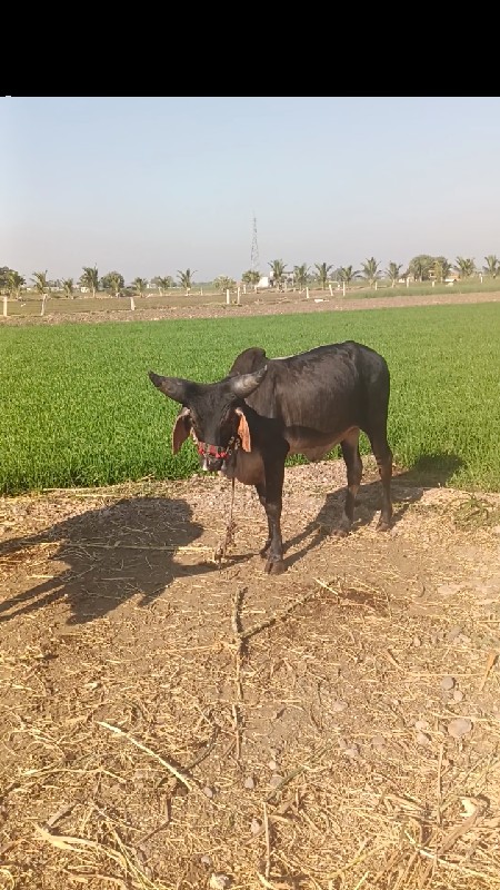 ગોધળા વેસવાના સ...