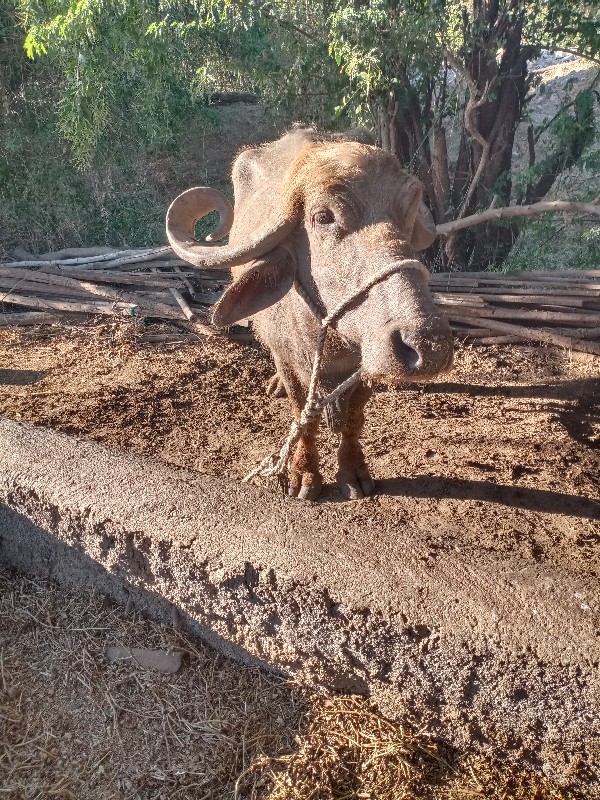 ભુરી ભૅસ વૅસવાન...