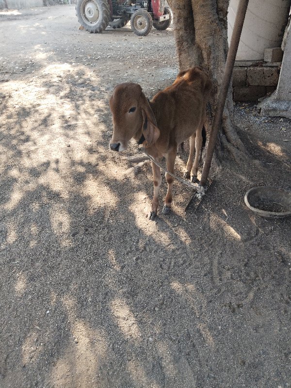 ગાય વેચવાની છે