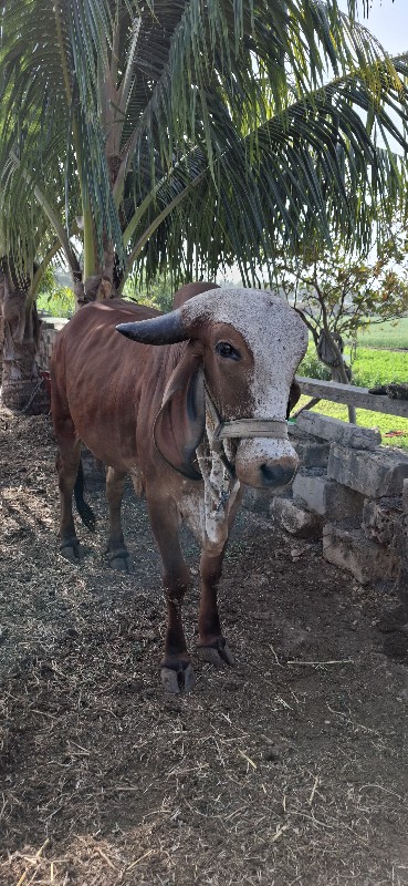 ગાય