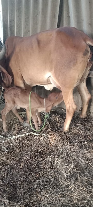 ગાય વેચવાની છે