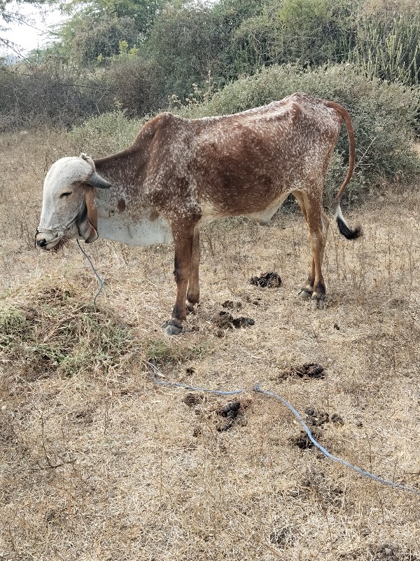 ઘરનો ગોટલો વેચવ...