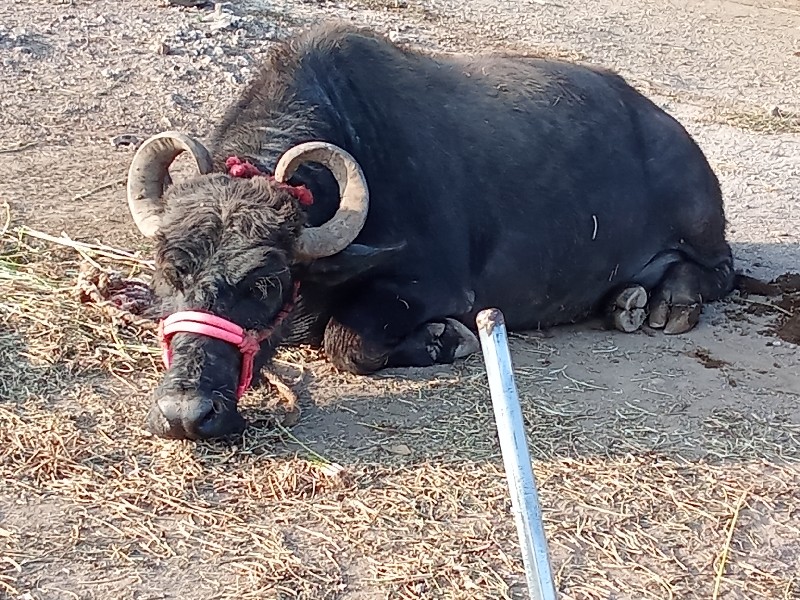 ભેસ વેચવાની છે