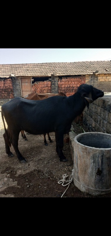 ખડેલી વેચવાની છ...