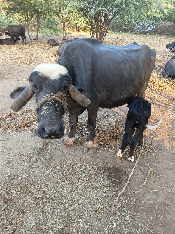 વેસવાની