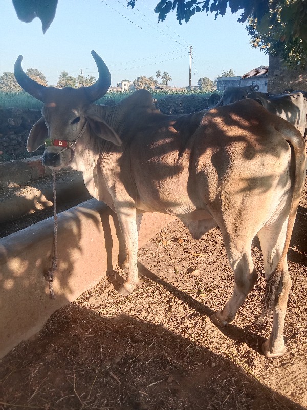 ગોઢલો  વેશાવા ન...