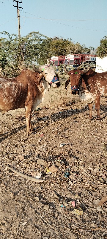 બળદ વેચવાના છે...