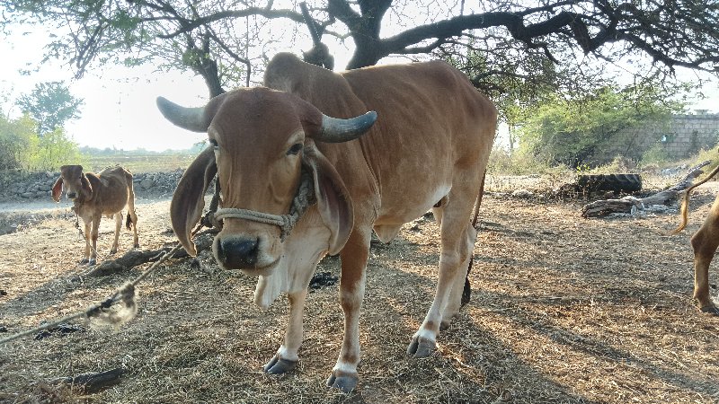 ગિર પાસાર