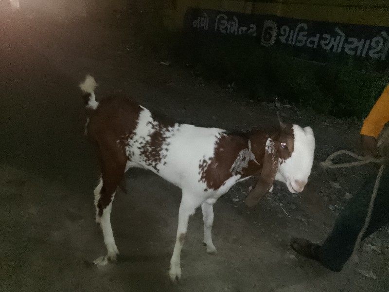 જુનાગઢ