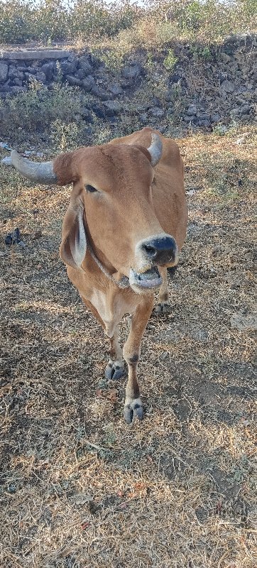 ગાય